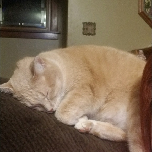 Meet your Posher, Wanda - Picture 1 of 1